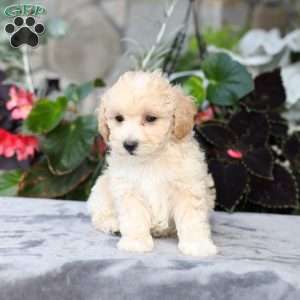 Cruize, Bich-Poo Puppy